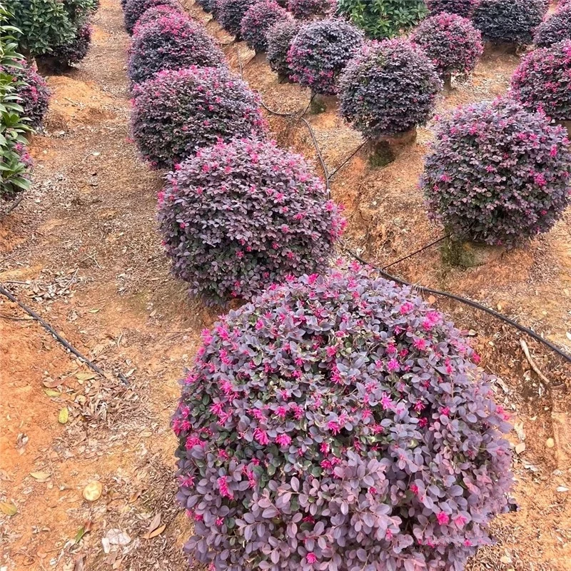 红花继木球树苗别墅庭院四季常青绿篱笆彩叶色块绿化植物红花檵木