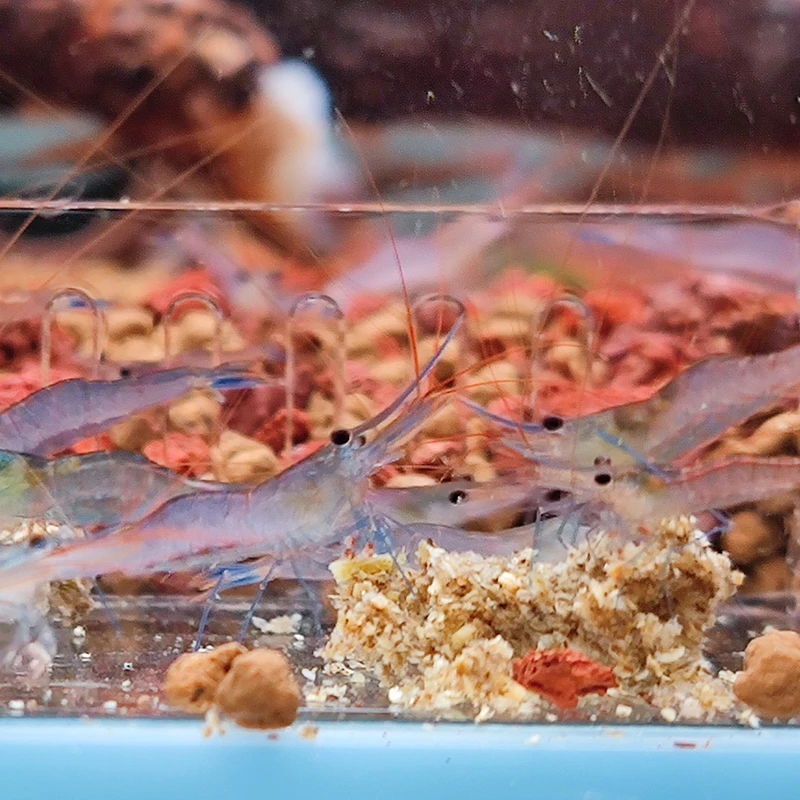 奶牛星空蓝足樱桃蓝幽灵（直播链接）（直播链接）（下播勿拍）