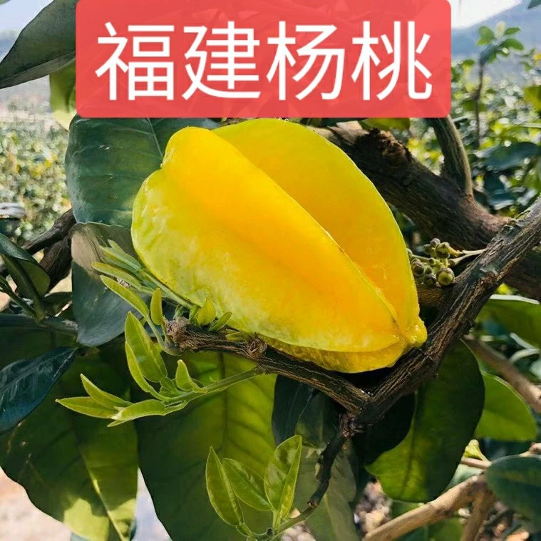 正宗福建漳州杨桃当季应季新鲜水果酸甜黄阳桃清甜好吃果香浓郁