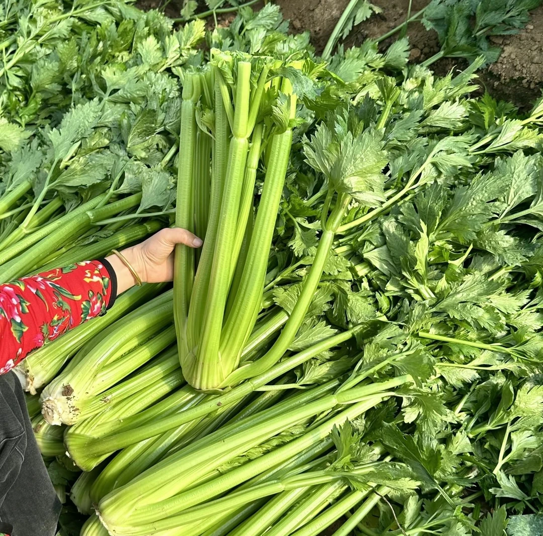 当天采摘生吃榨汁西芹新鲜蔬菜山东产地直发