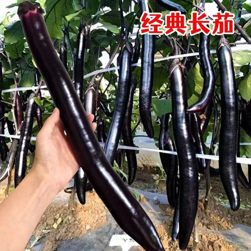 湖北江汉农家新鲜长茄子现摘紫皮长线茄子，露天自种老家薄皮茄子