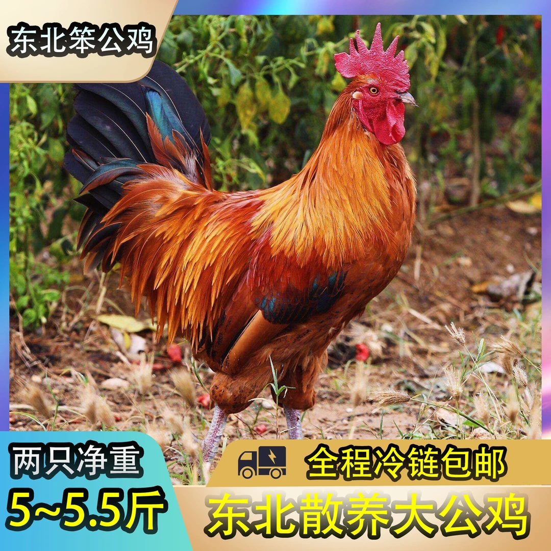 散养笨公鸡【2只黄爪净重5-5.5斤】优质冷冻保鲜品质山间快递