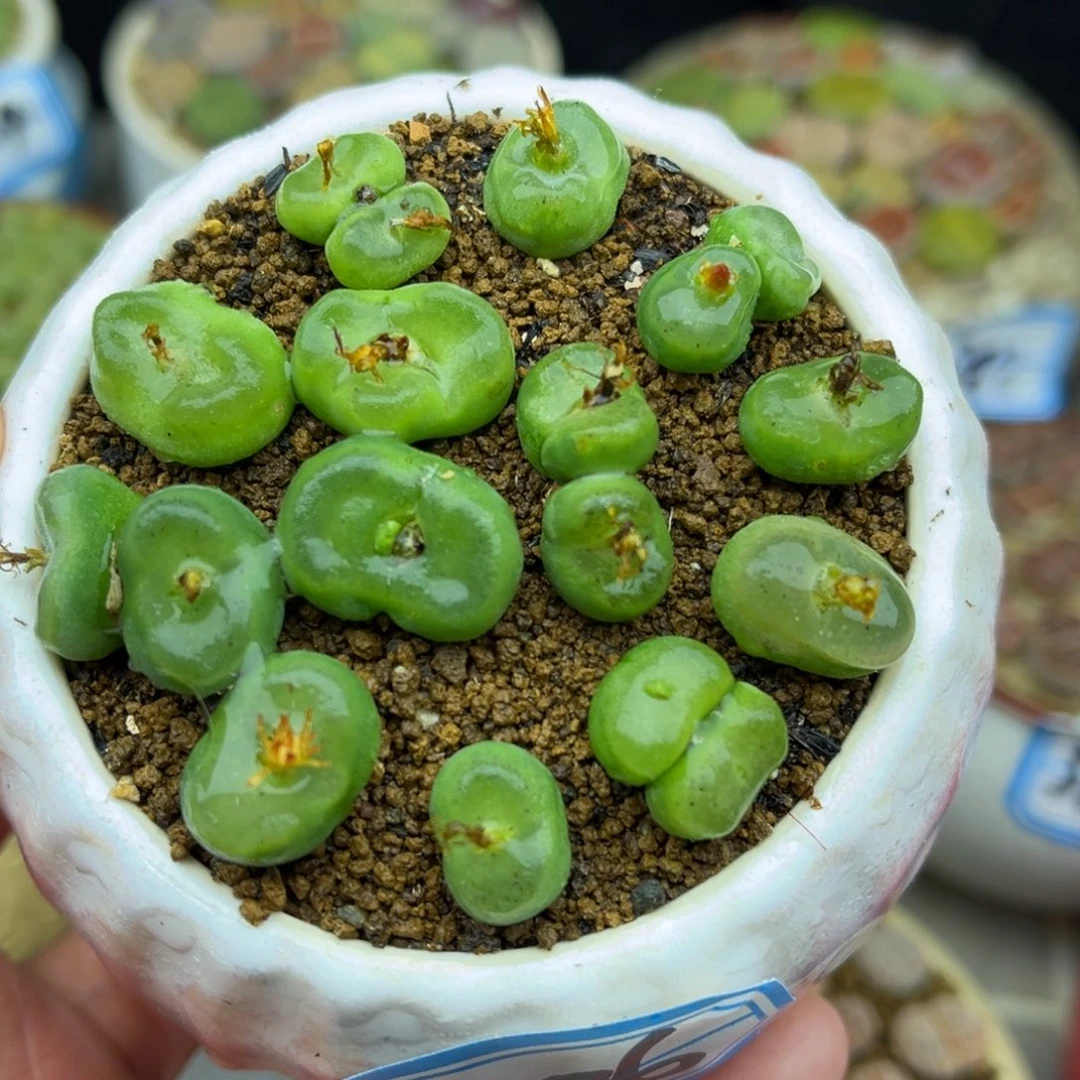 386号一盒水晶鞋肉锥