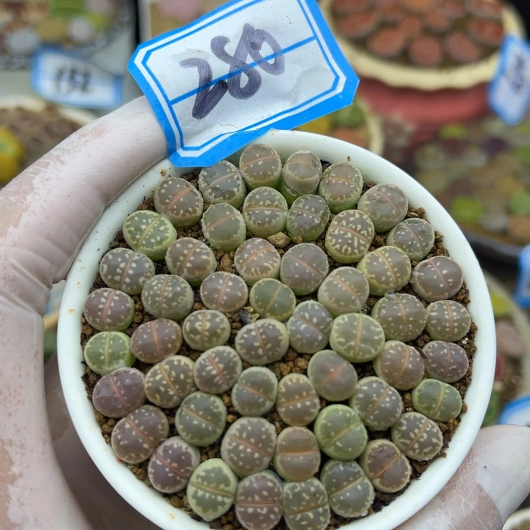 280号一盒橄榄玉带盆土