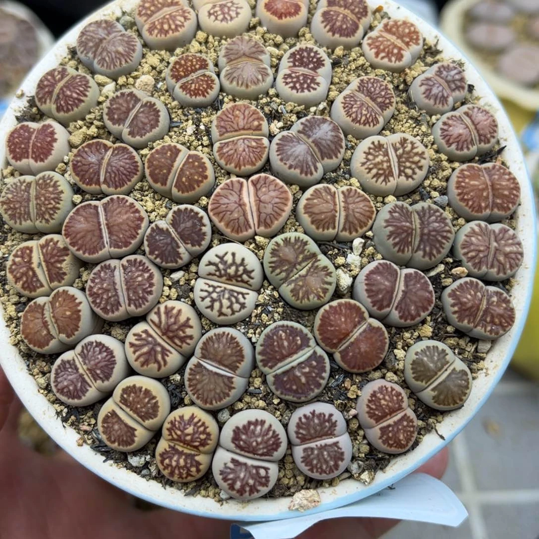 328号一盒好看菊