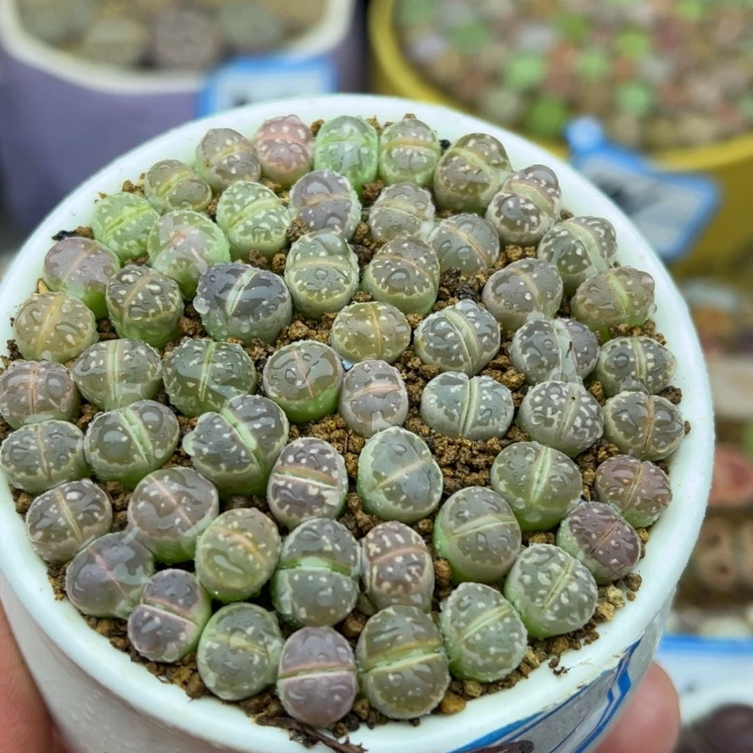 539号一盒橄榄玉