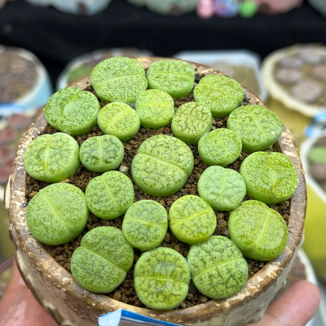 230号一盒绿色一箭之遥