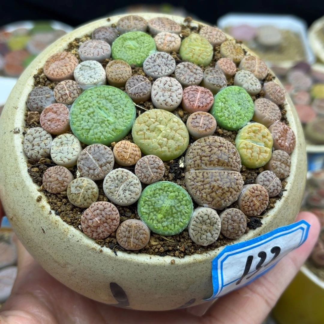 132号一盒彩色富贵带盆土