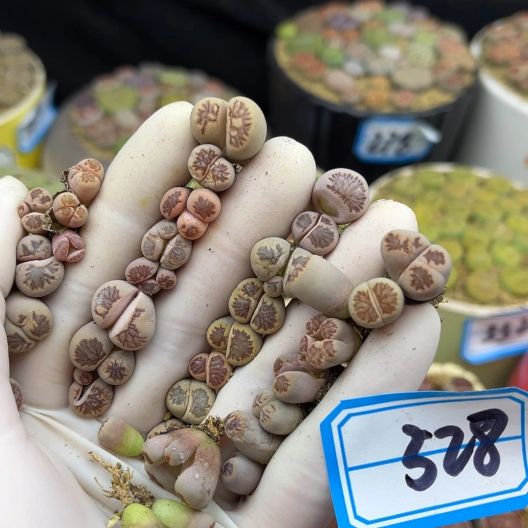 528号一手奇奇怪怪的菊