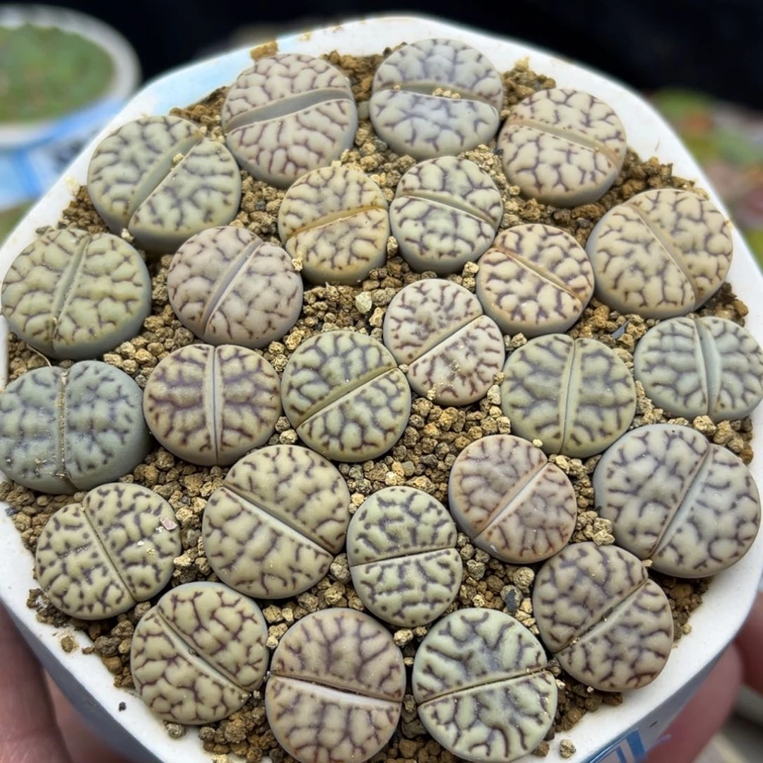 390号一盒雀卵玉带盆土