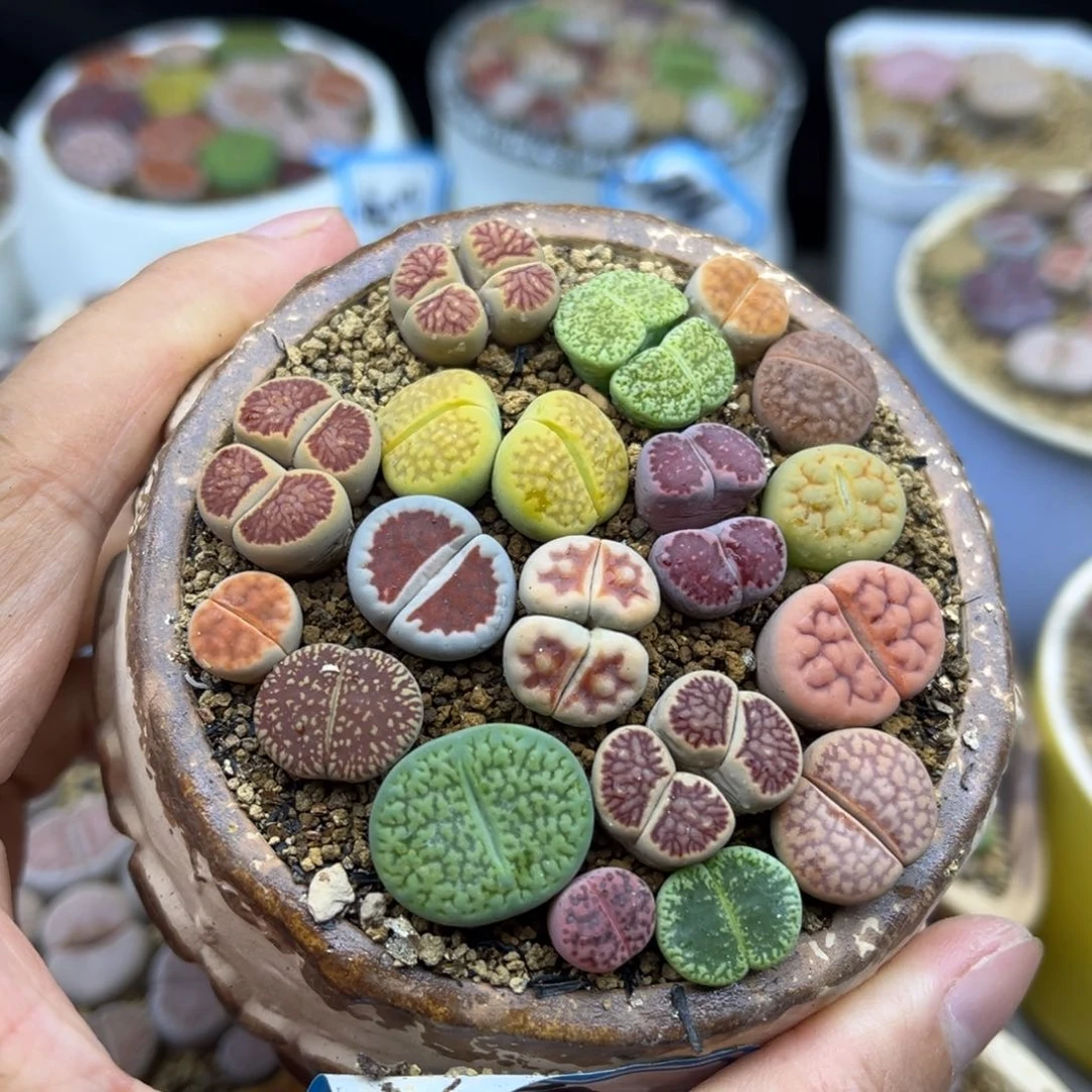469号一盒彩色生石花