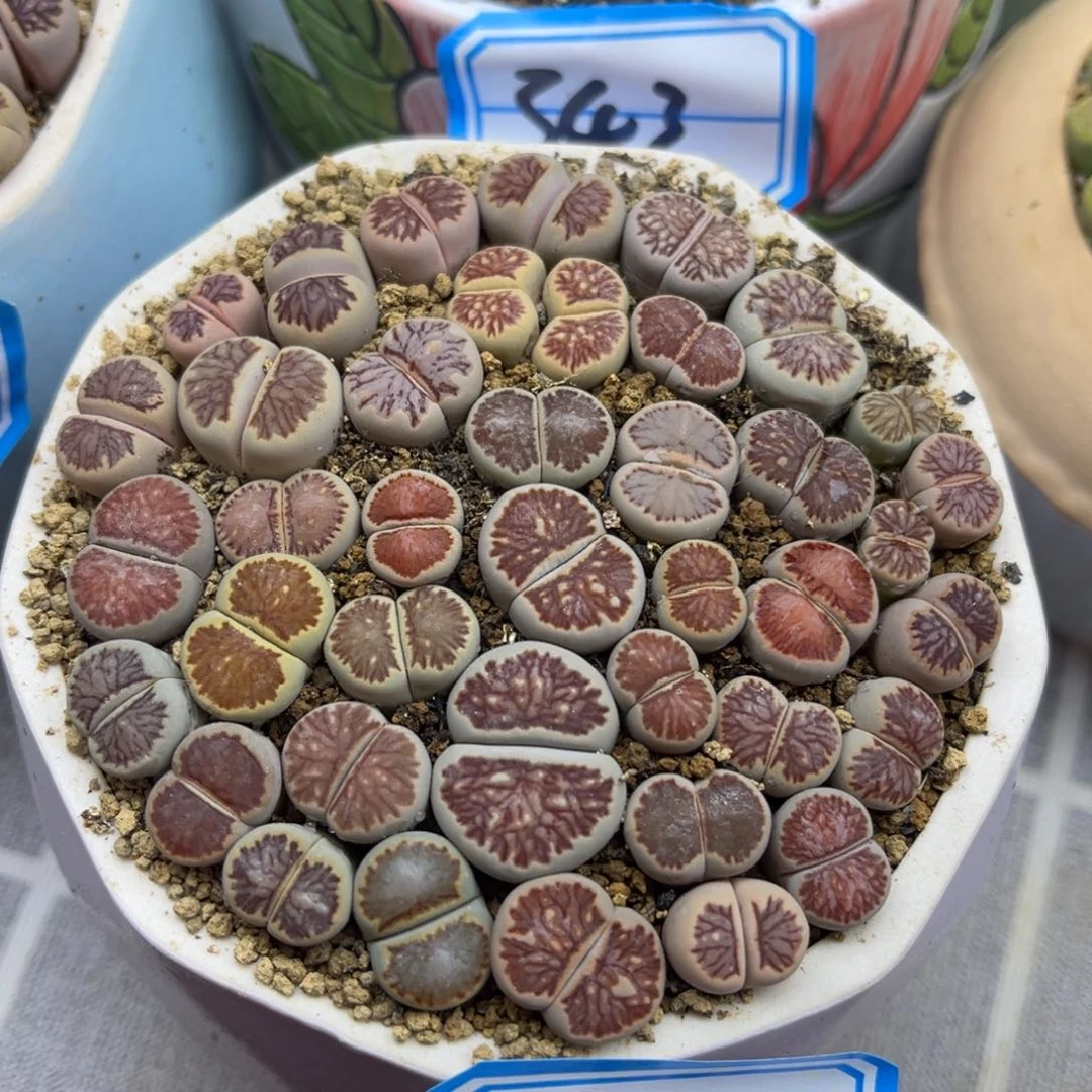 348号一盒美菊带盆土