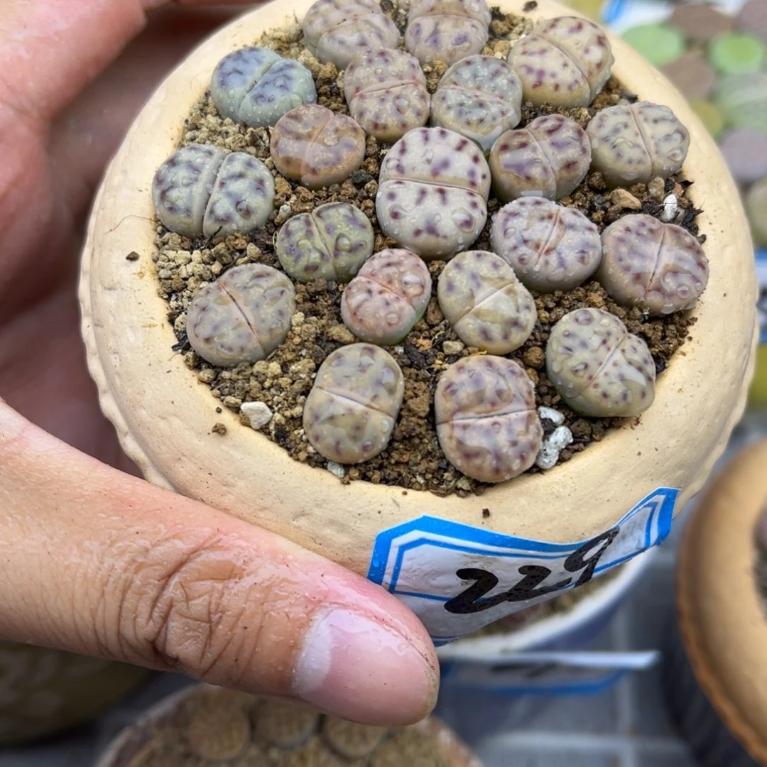 229号一盒草莓神笛