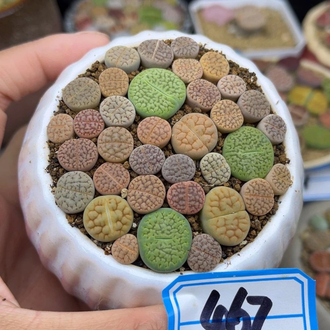 467号一盒彩色的富贵玉