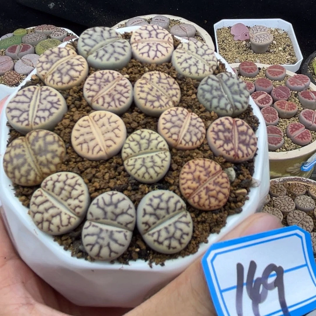 149号一盒特选雀卵