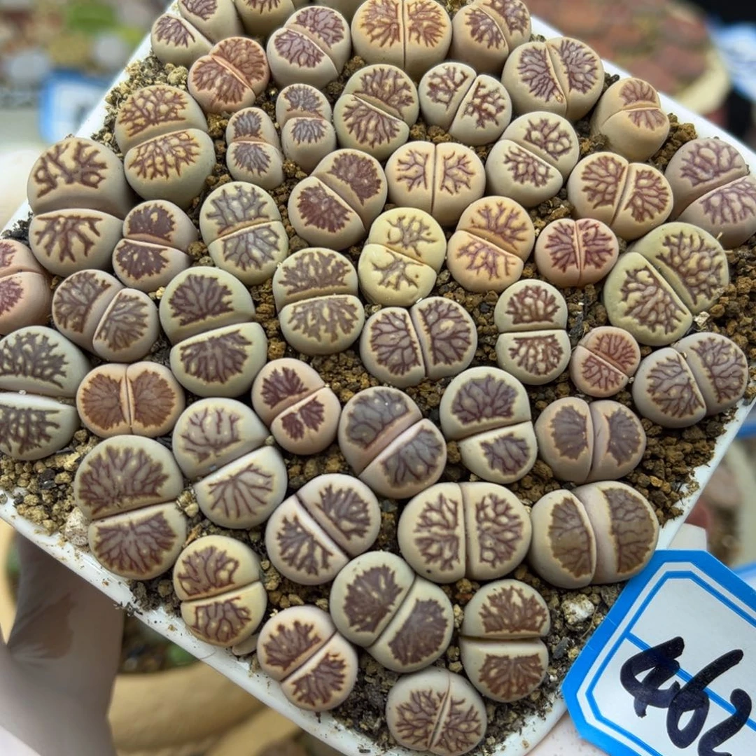 462号一盒纹路特色菊
