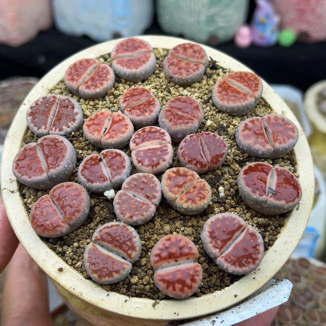 126号一盒阿克杂冰城