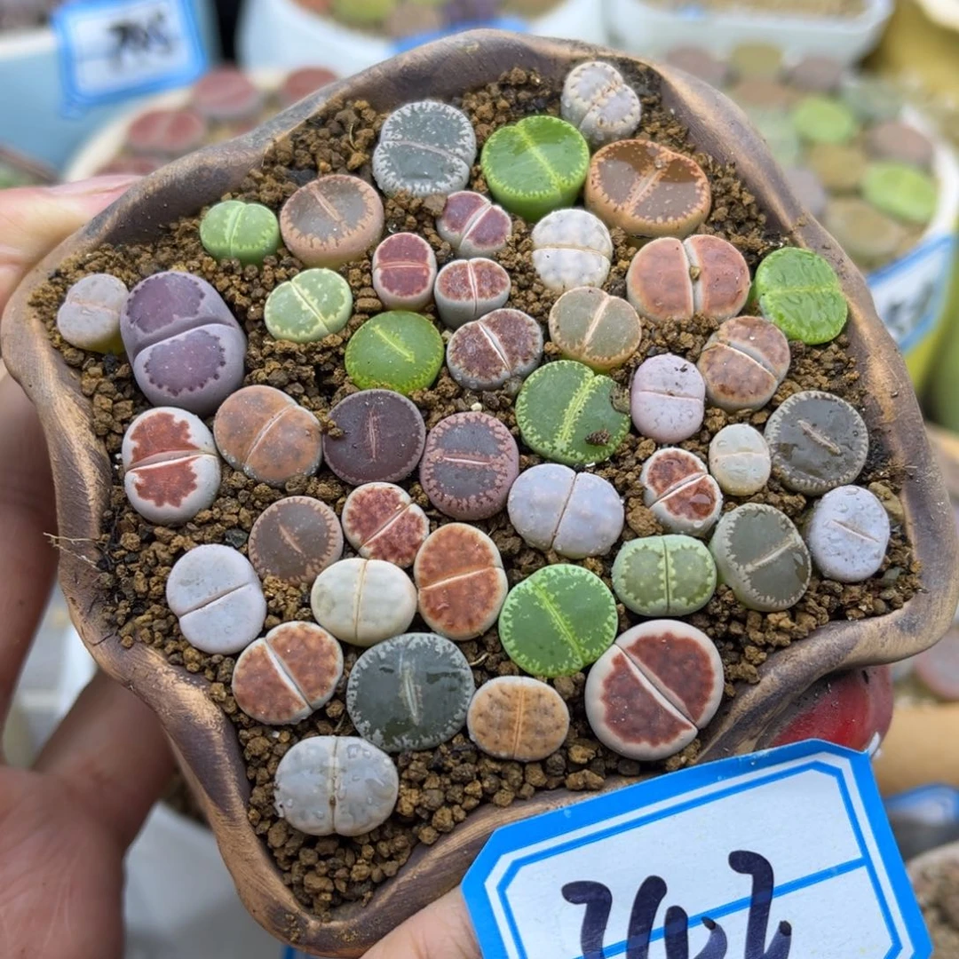342号一盒彩色全窗