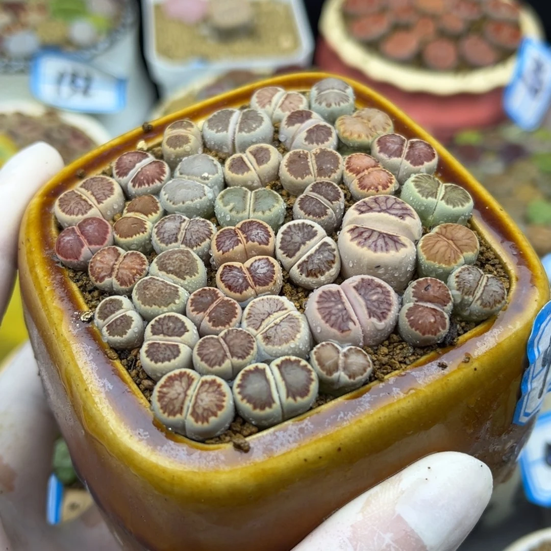 246号一盒菊饼干带盆土