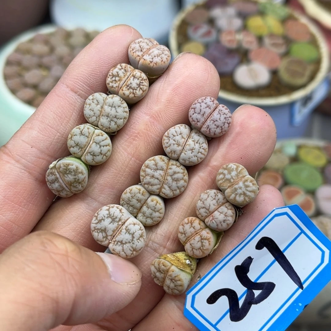 257号一首向日葵发货