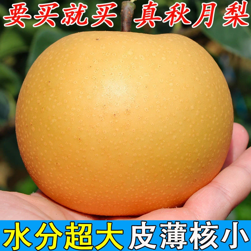 正宗山东秋月梨新鲜梨子当季现摘莱阳冰糖梨子蜜梨整箱3/4.5/8斤