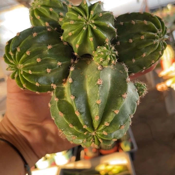 仙人球紫花黑猴大群