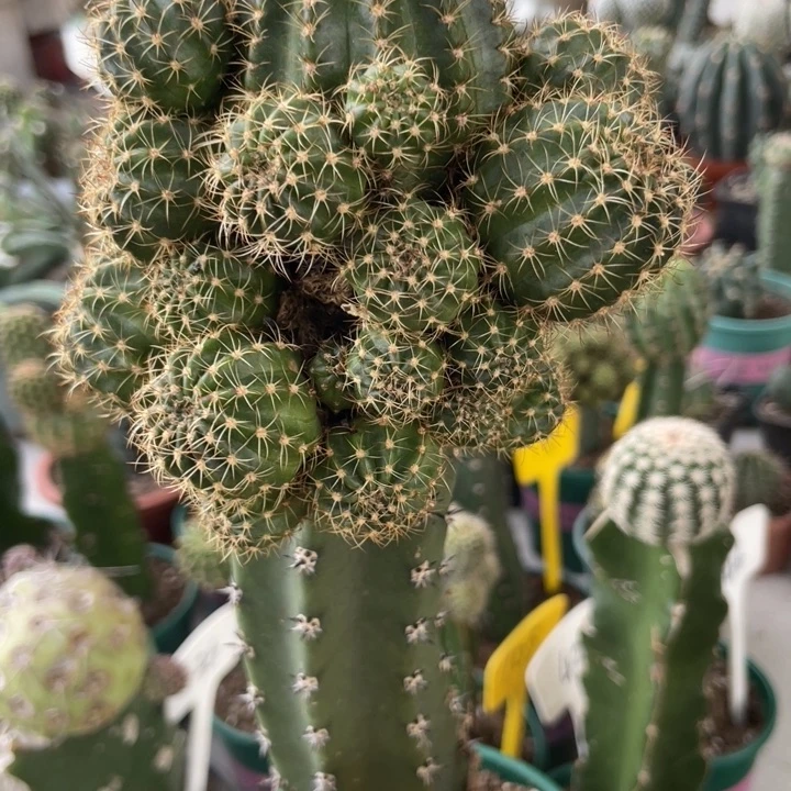 仙人球丽花单葵母本200