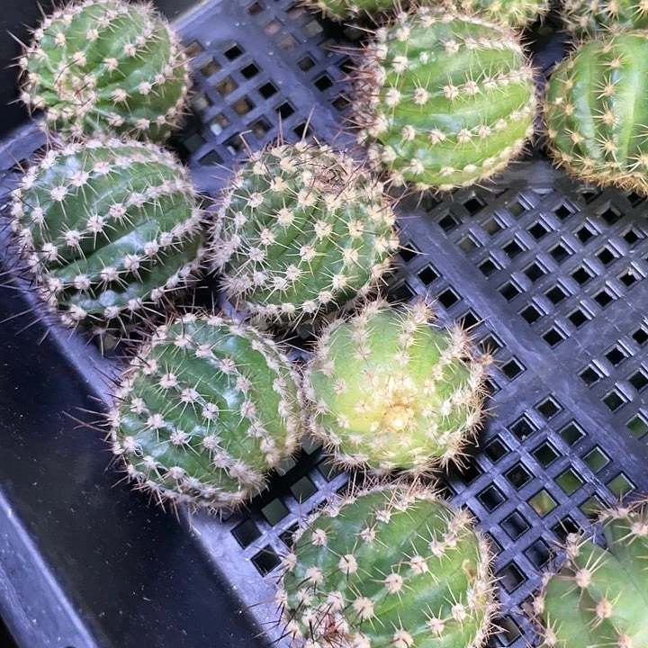 仙人球彩草烟花测芽一颗