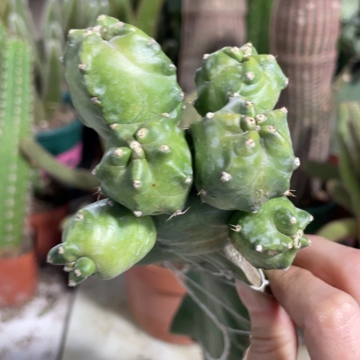 七头橙花桃太懒母本25.8