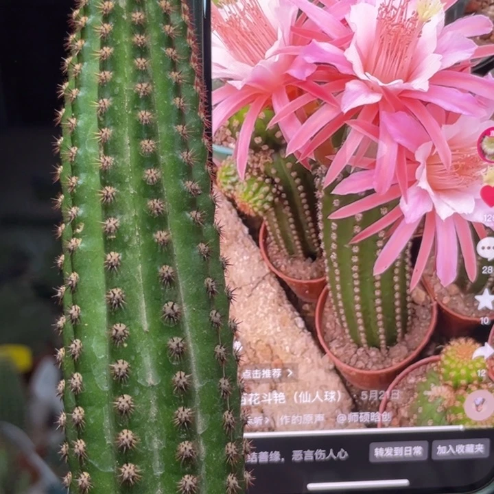 仙人球金妞金一自根