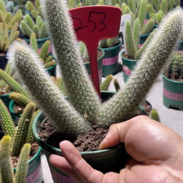 仙人球尾巴杂交金妞253