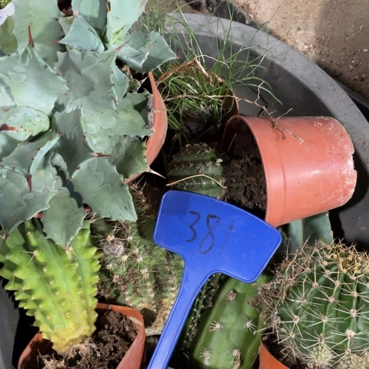 清棚整筐一物一拍组381