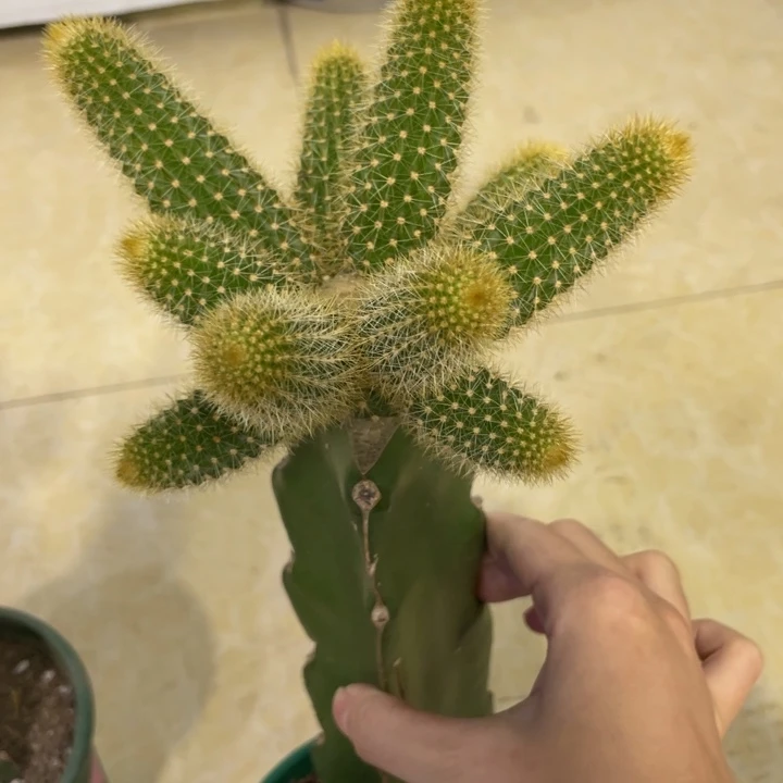 十一头双色金妞母本一物一拍85