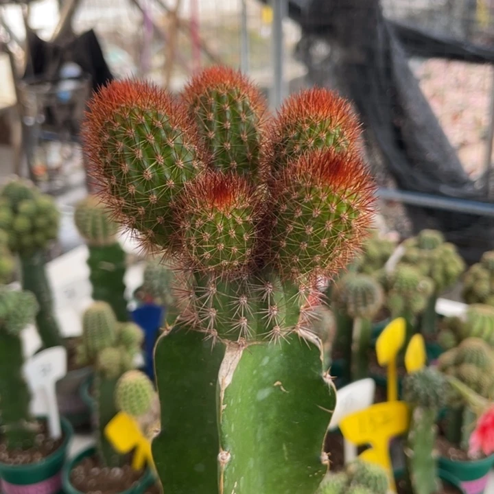 仙人球红刺金妞母本246