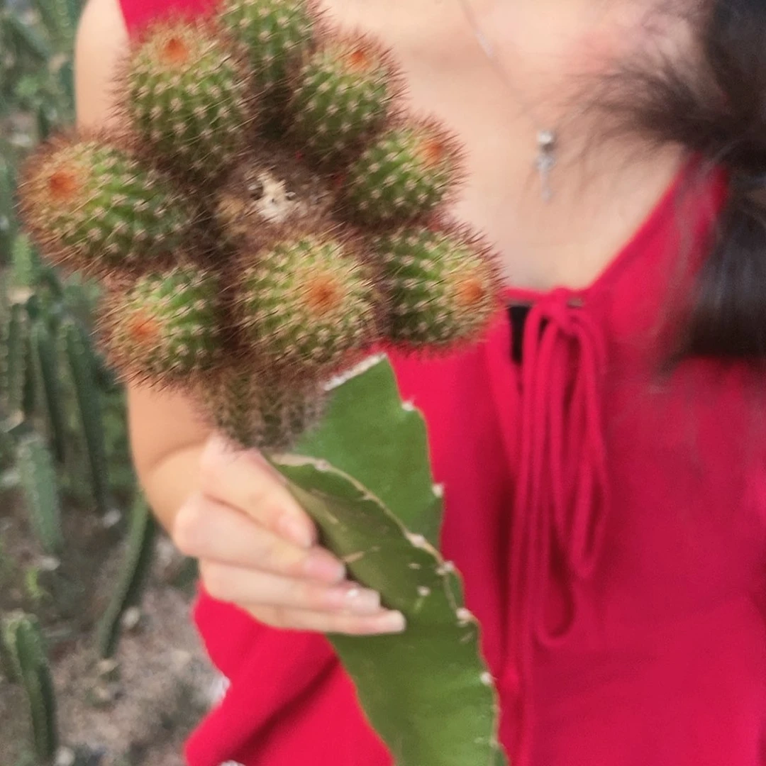 进口金妞红刺金妞母本二号