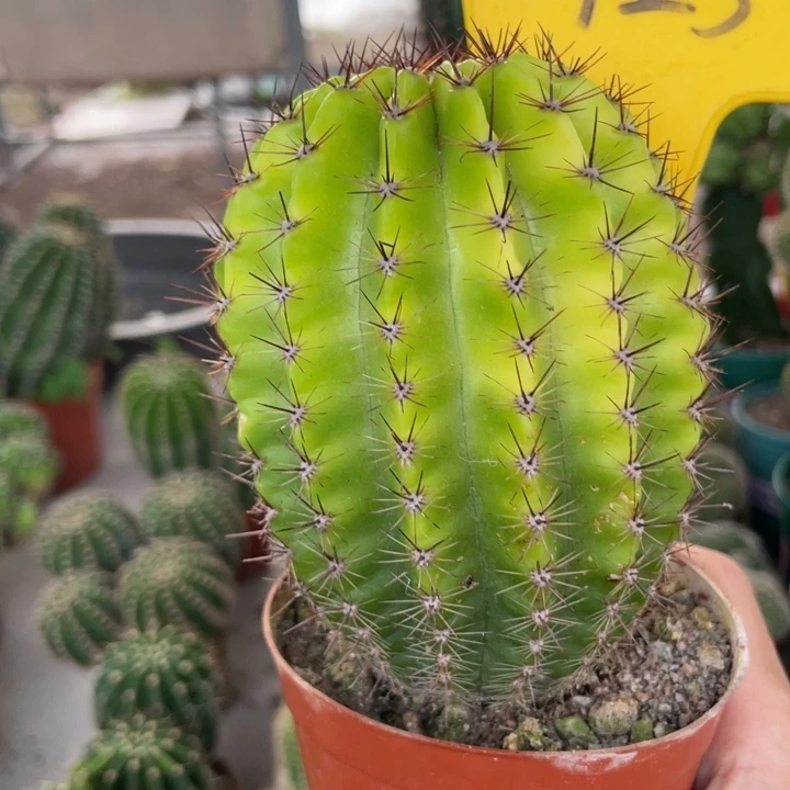 ?****)仙人球实生黄体彩草125