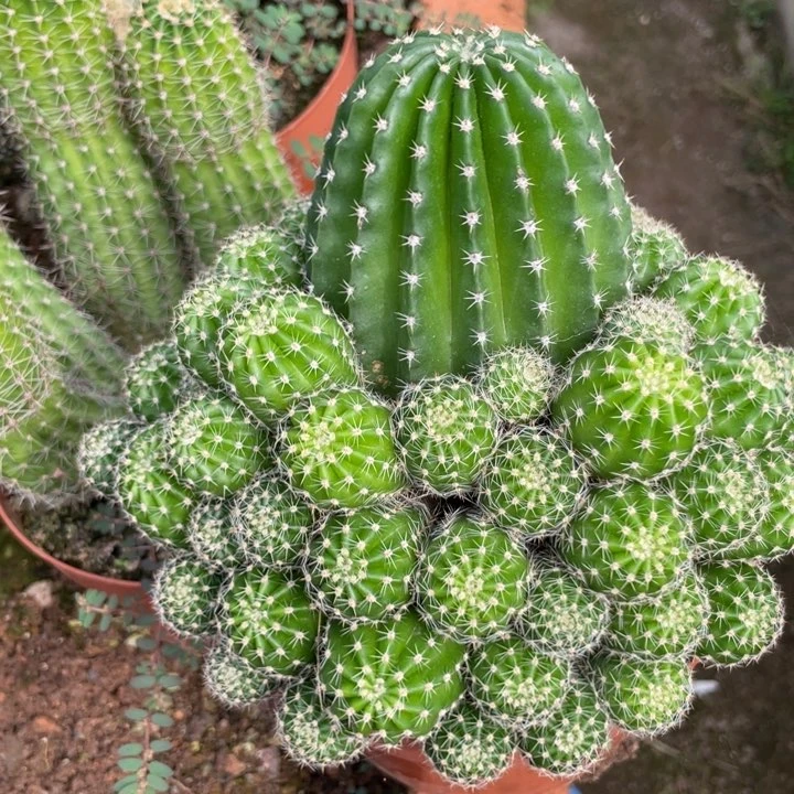 实生彩草群生一物一拍1