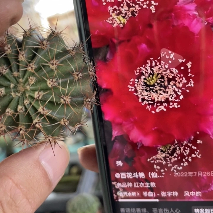 仙人球彩草红衣主角测芽