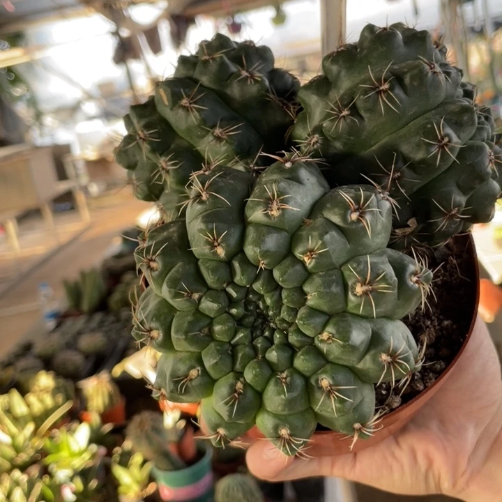 仙人球三头大非花玉10