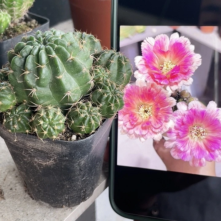 仙人球丽花可可自根一