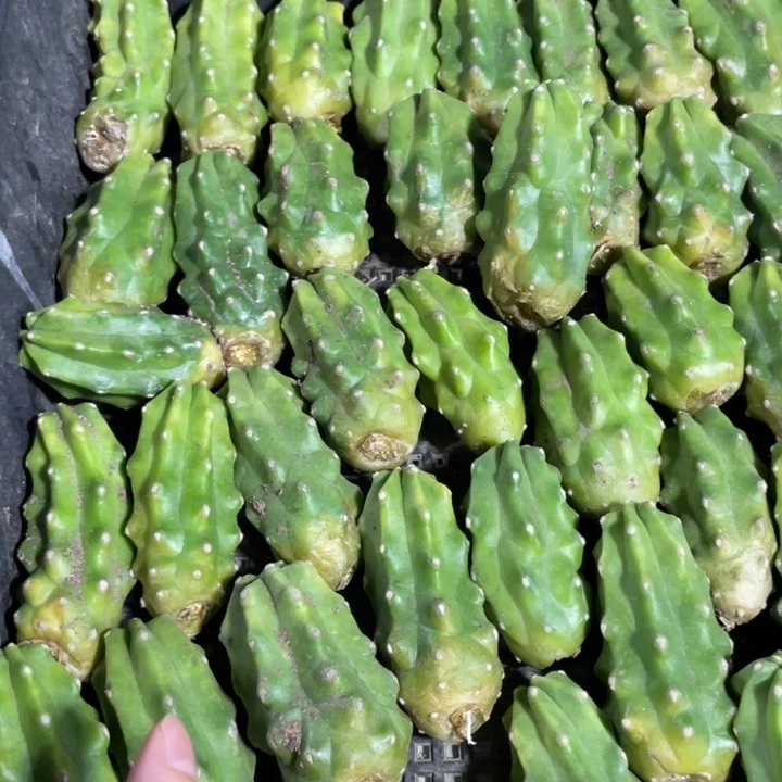 鬼见城进口虾测芽5.88