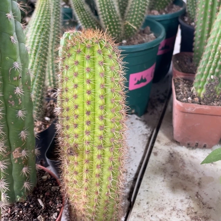 时光金妞超大一个18.8