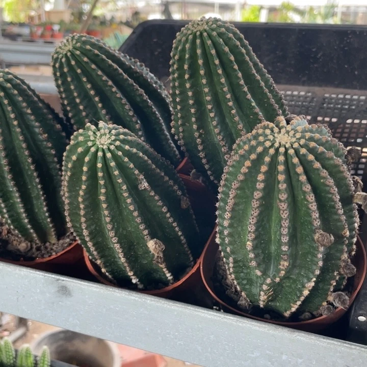 超大红花黑金刚一个13.8