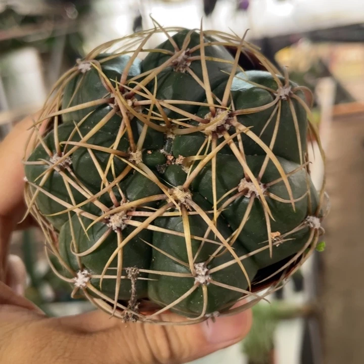 仙人球实生英明玉一颗