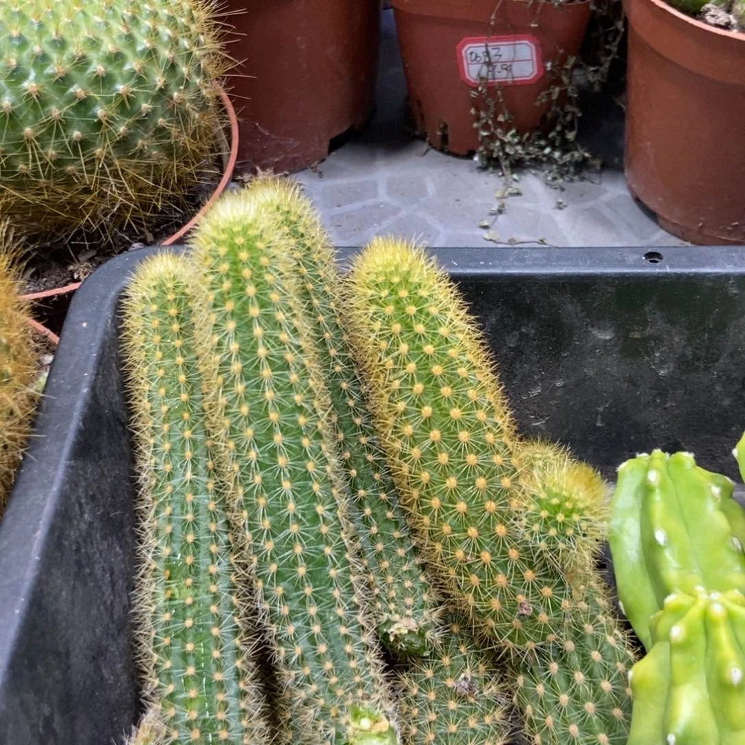 紫水晶侧芽金妞4.88