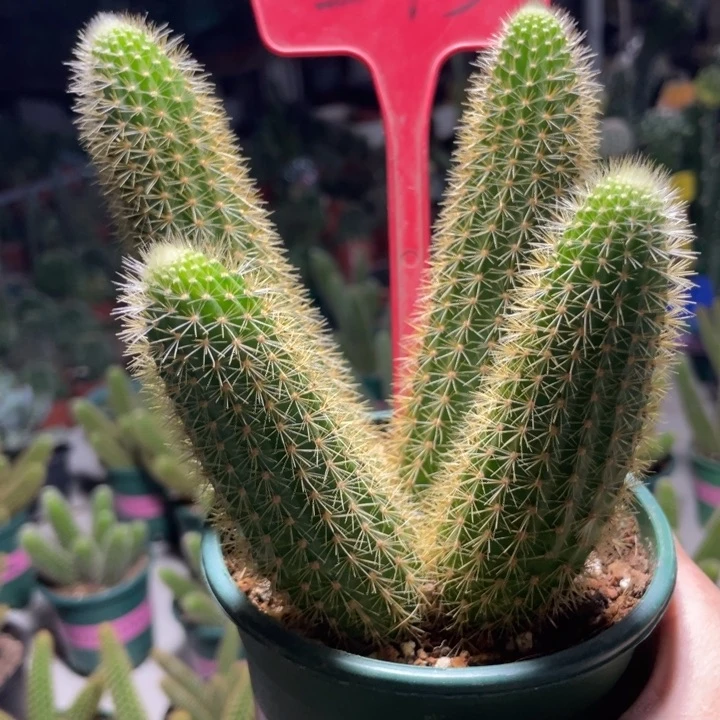 仙人球双色金妞四头273