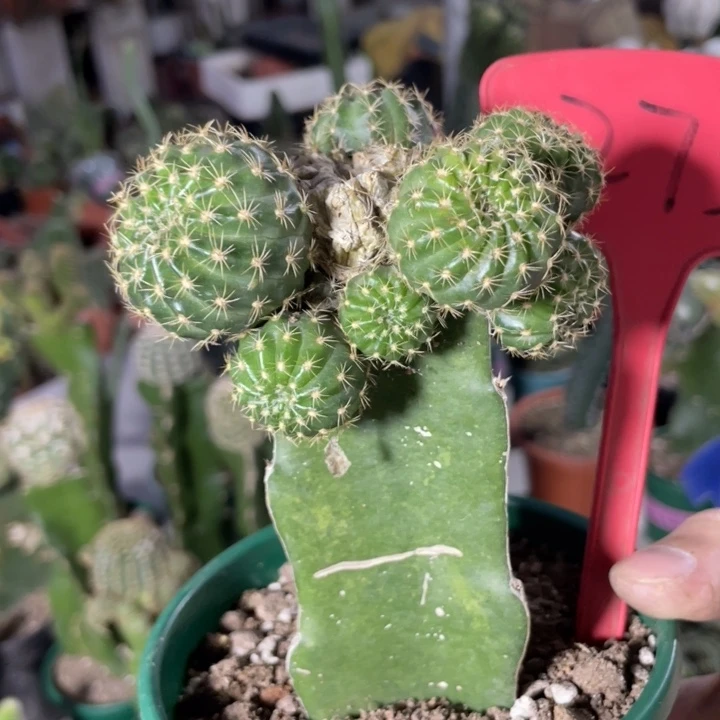 仙人球丽花汤姆嫁接273