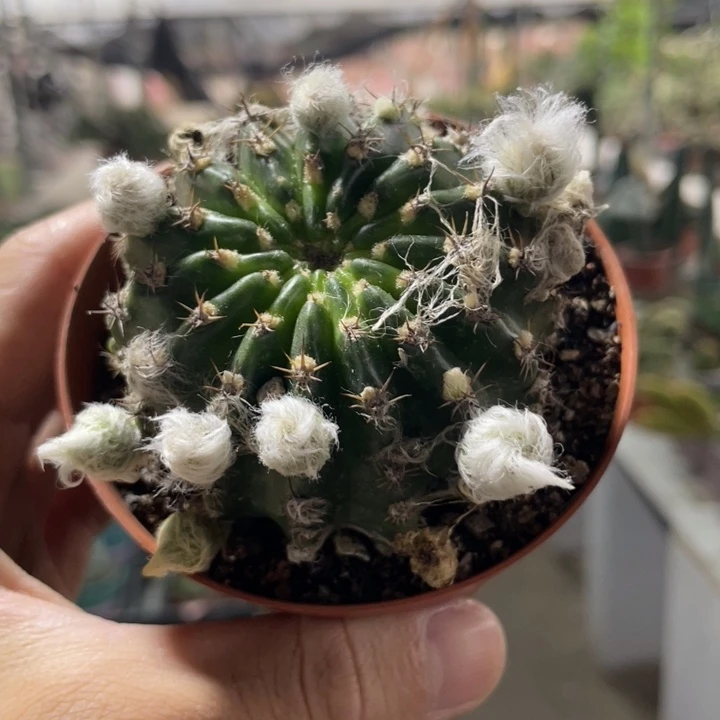 仙人球丽花妖蝶自根