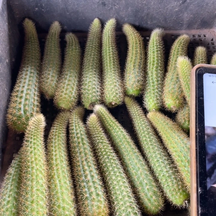 玛丽珍黄新品金妞测芽6.88