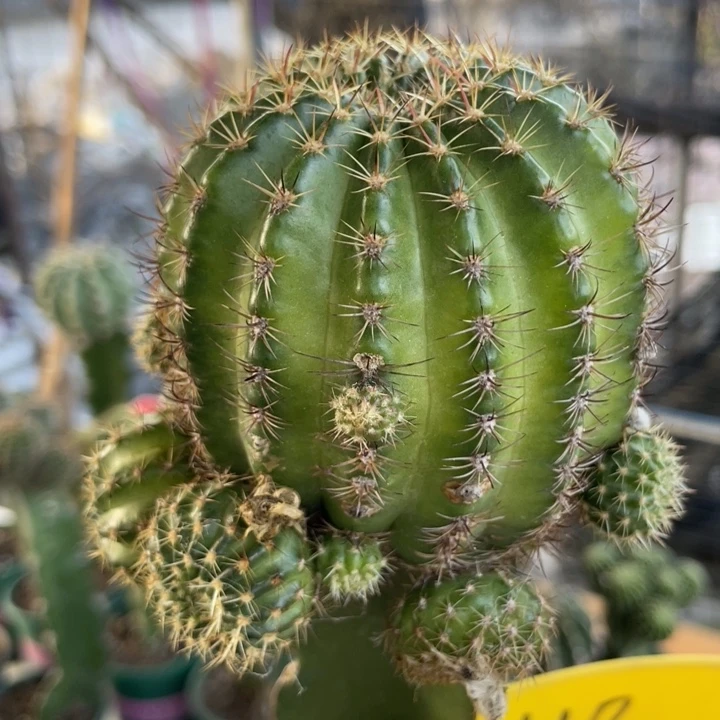 仙人球丽花黄玫瑰118